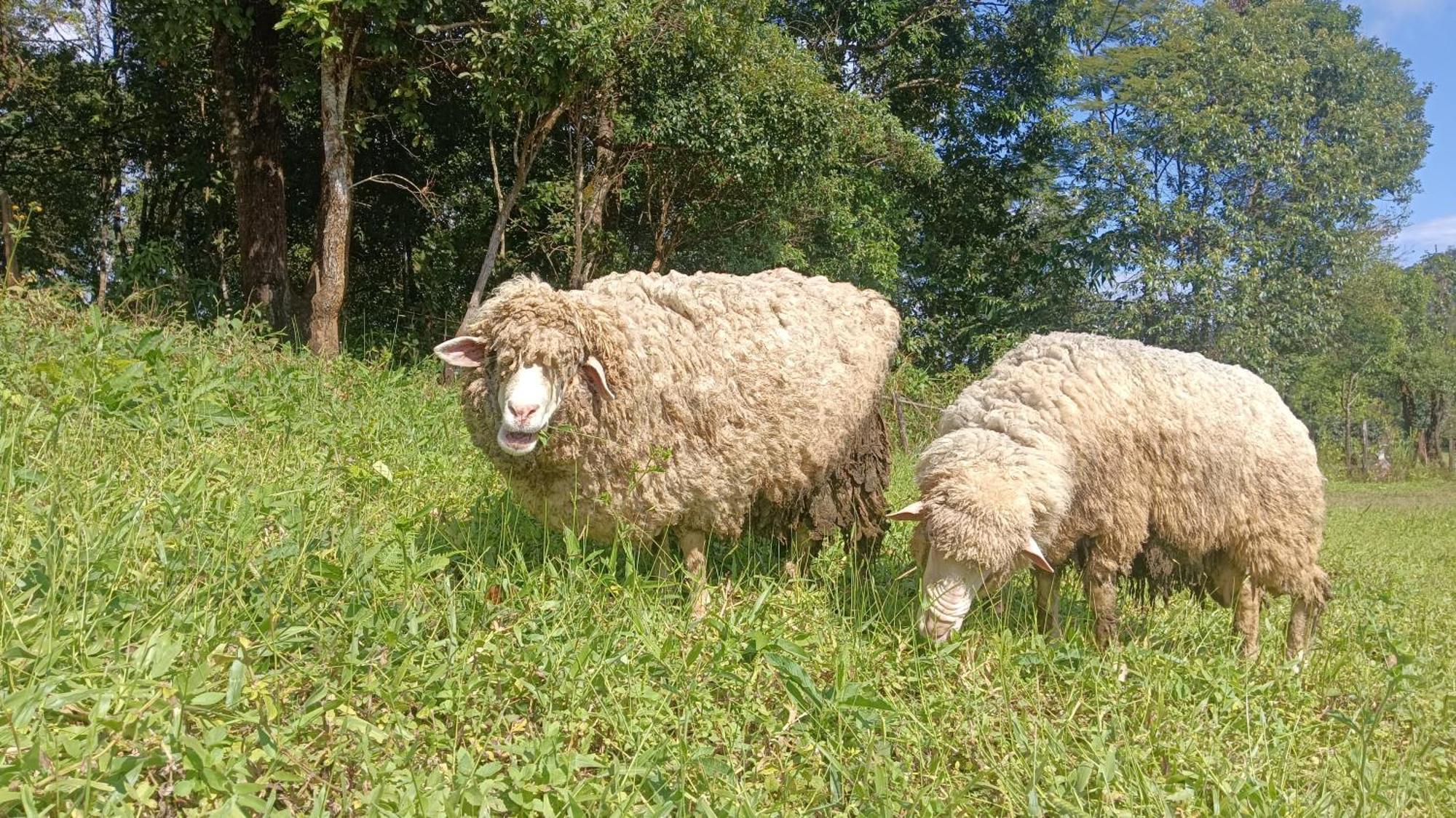ไร่นิธิสุนทร Nithisoonthon Farmstay 湄宏颂 外观 照片